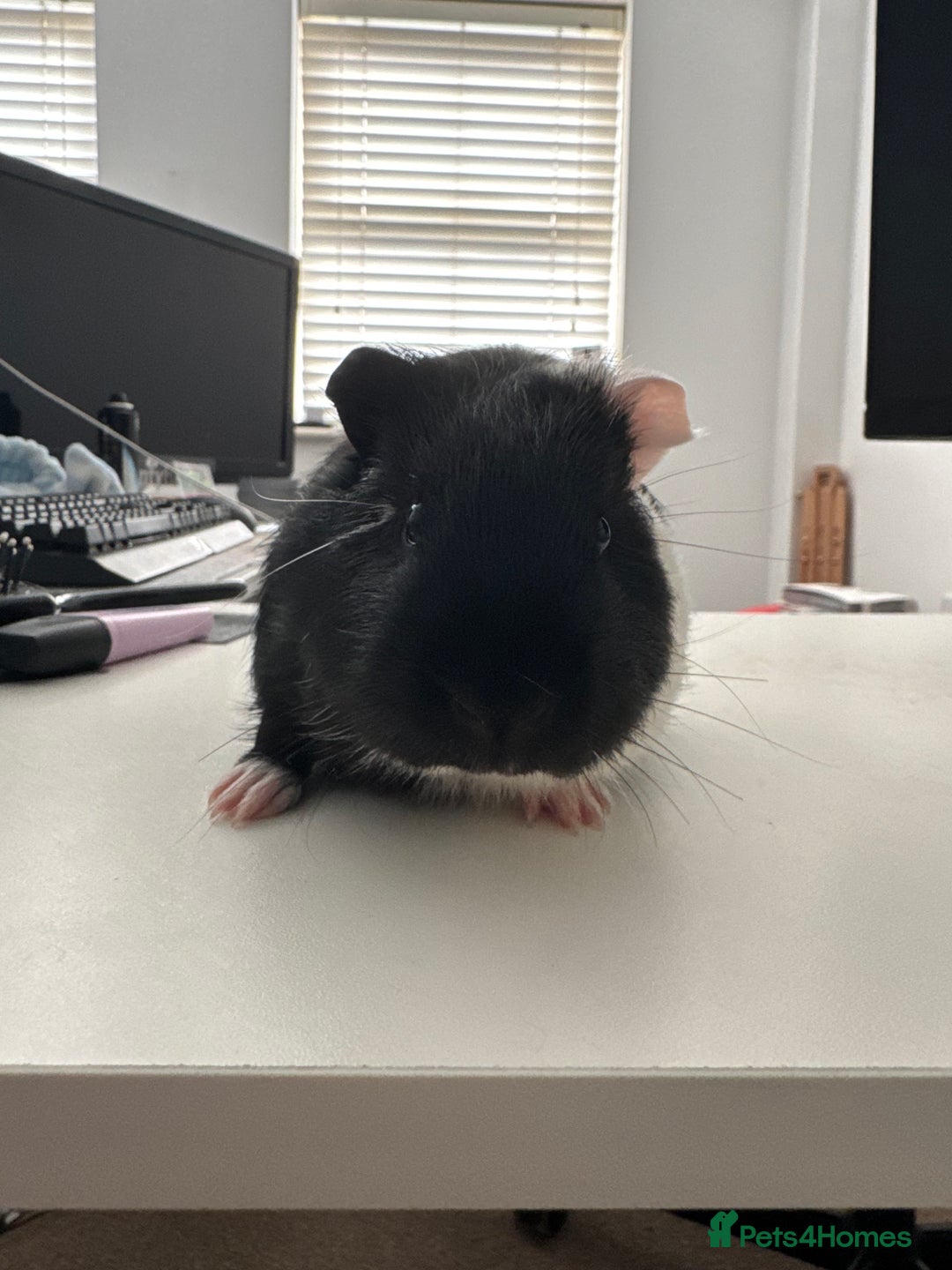 Guinea Pig rodents for sale: Male Guinea Pig - Advert 5