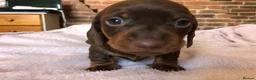 Miniature Dachshund dogs for sale: Miniature Dachshunds for sale - Advert 6