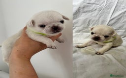 Pug dogs for sale: Gorgeous KC Reg Pug Litter Of 10 - Image 4