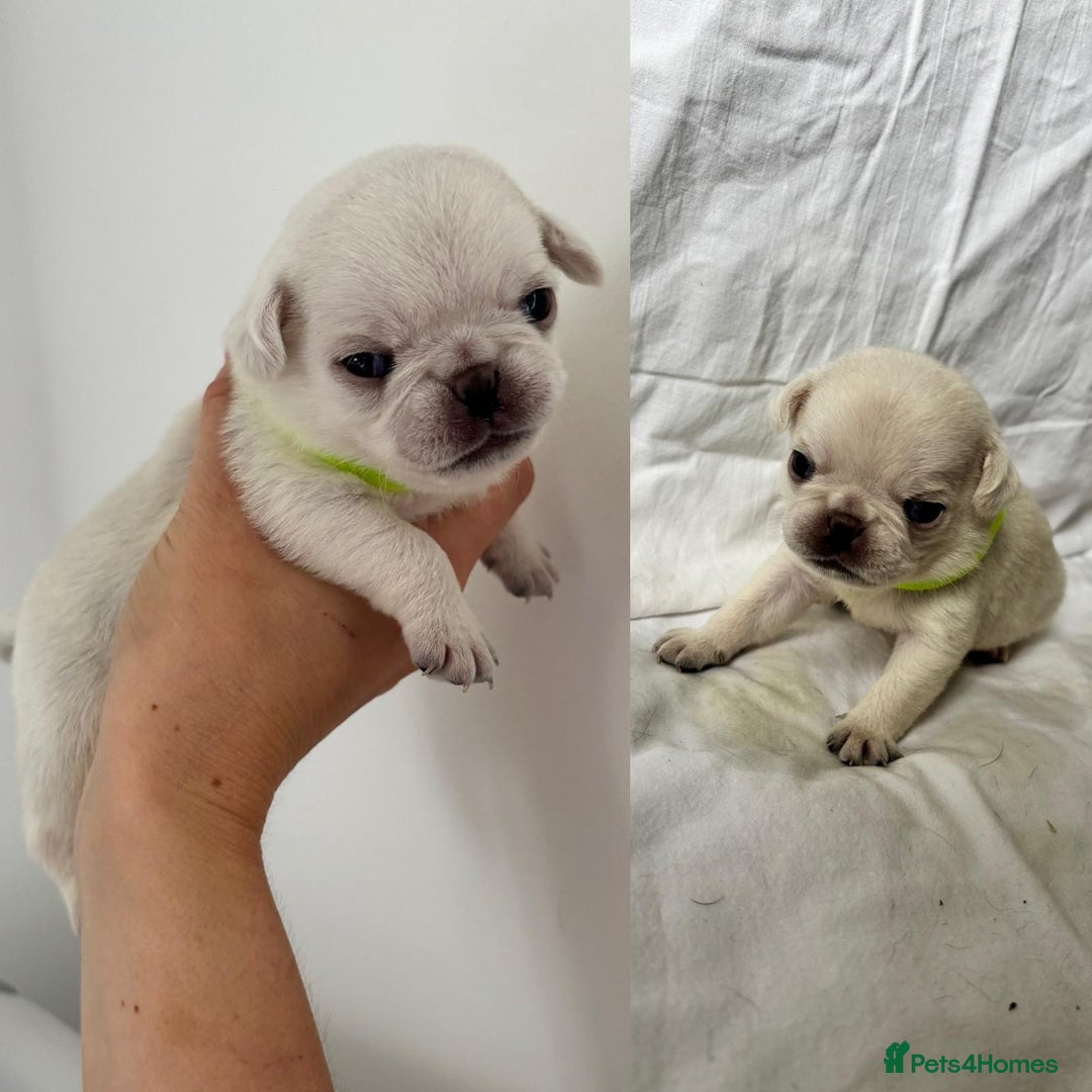Pug dogs for sale: Gorgeous KC Reg Pug Litter Of 10 - Image 4