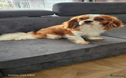 Cavalier King Charles Spaniel dogs for sale: Cavalier king Charles spaniel - Image 12