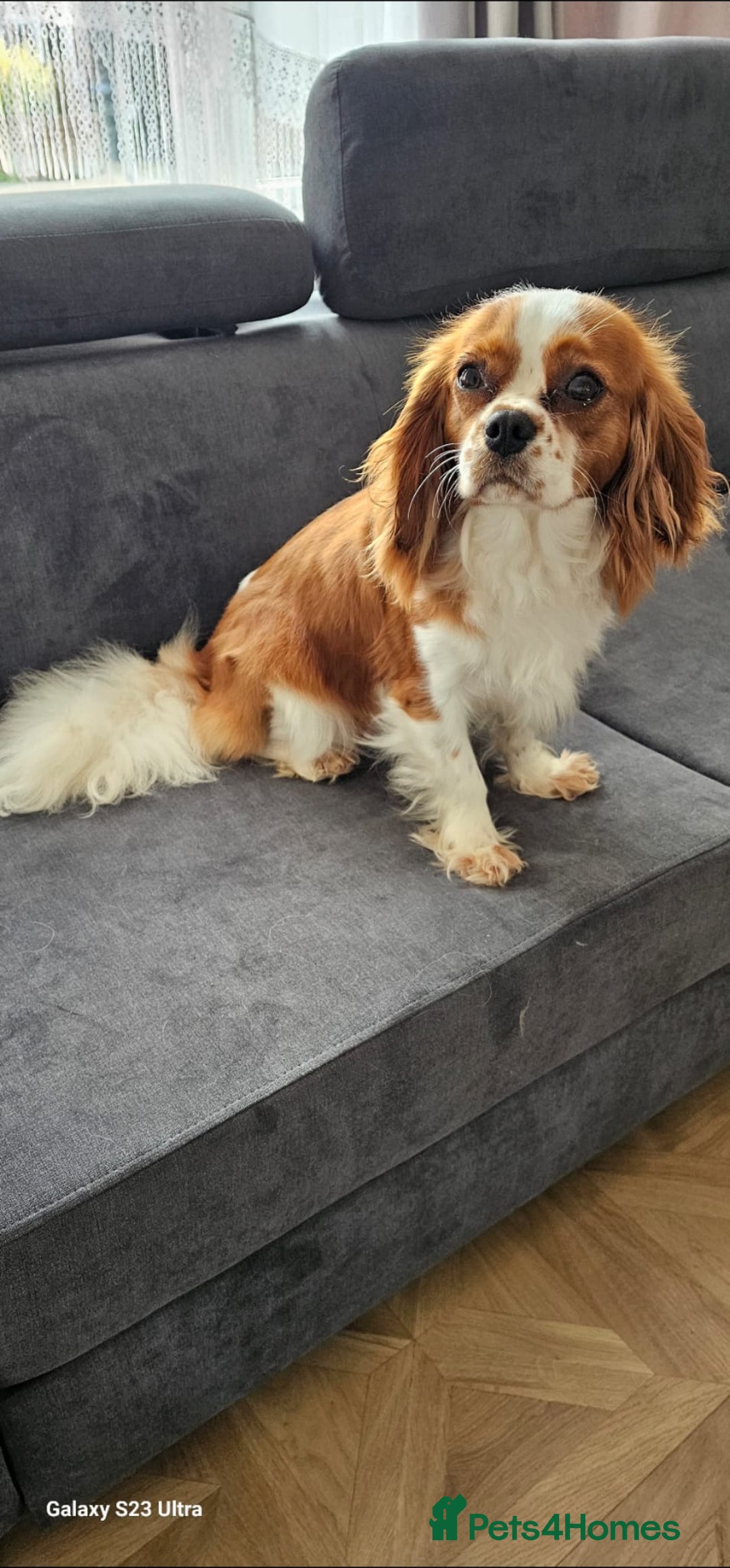 Cavalier King Charles Spaniel dogs for sale: Cavalier king Charles spaniel - Image 12