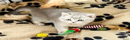 British Shorthair cats for sale: A Girl Available- GCCF/TICA British Shorthair  - Advert 17