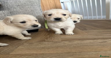 Golden Retriever dogs - Advert 8