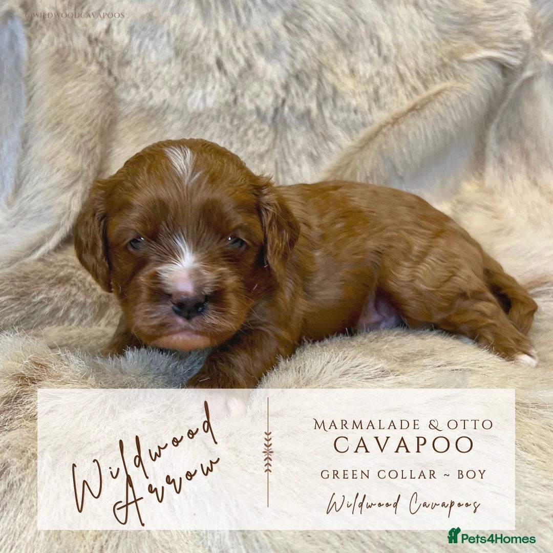 Cavapoo dogs for sale: 5 ⭐️ LICENSED BREEDER HEALTH TESTED F1 CAVAPOOS  - Advert 10