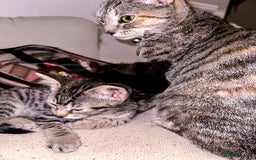 Mixed Breed cats for sale: Pretty little girls  - Image 22
