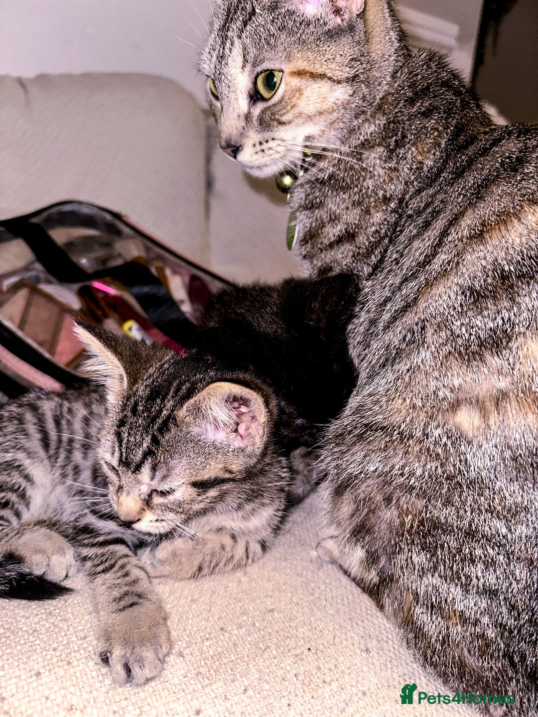 Mixed Breed cats for sale: Pretty little girls  - Image 22