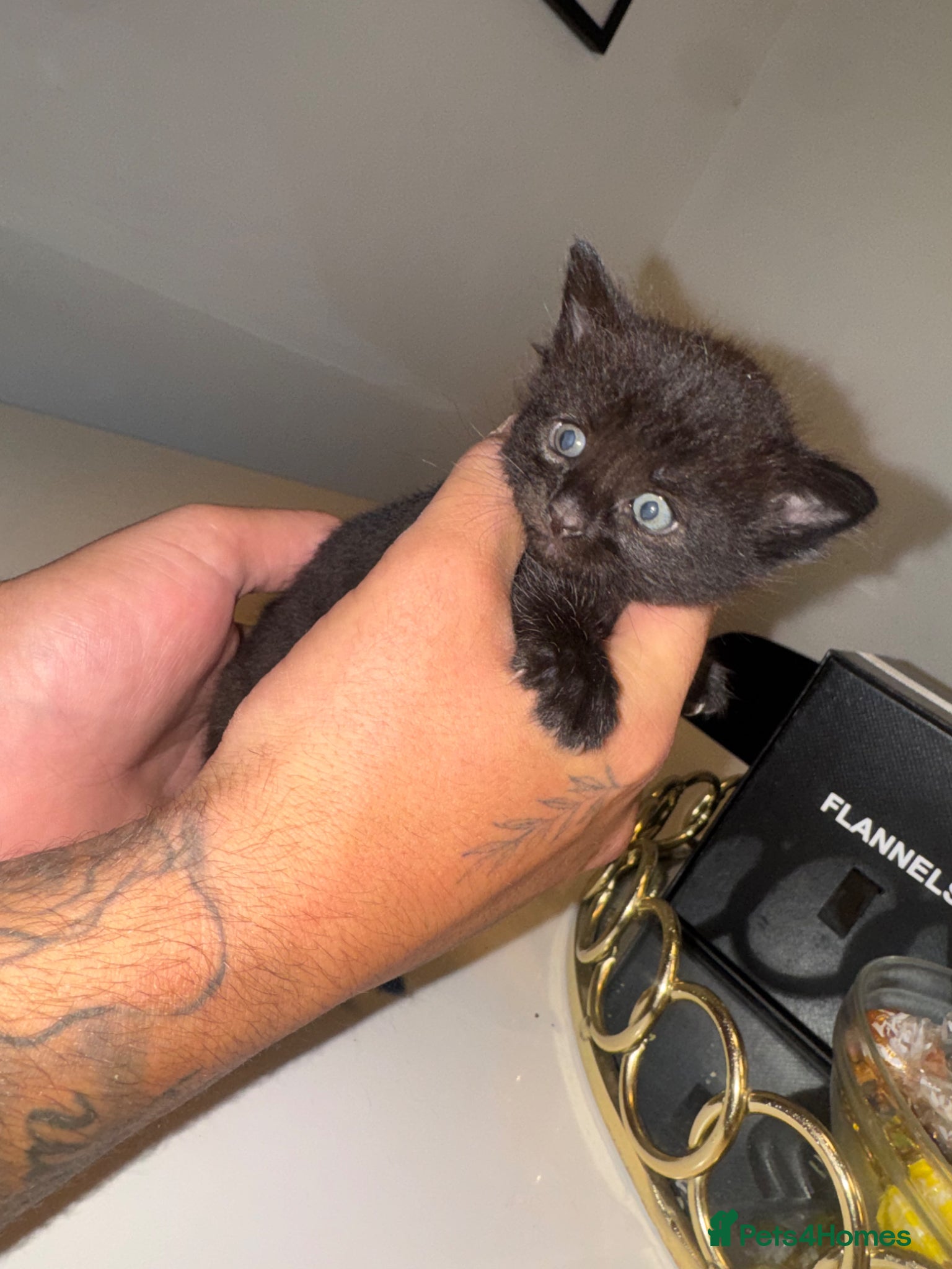 Maine Coon Kitten 2