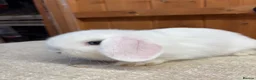 Dwarf Lop rabbits for sale: Two loving blue eyed girls (vaccinated) - Advert 2