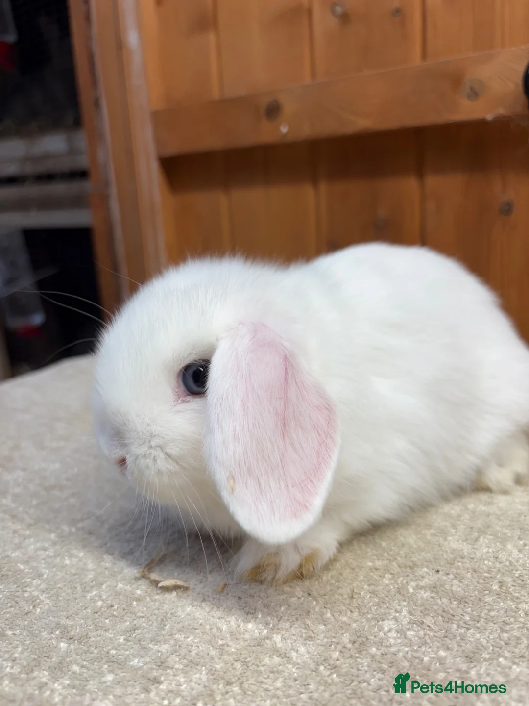 Dwarf Lop rabbits for sale: Two loving blue eyed girls (vaccinated) - Advert 2