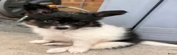 Papillon dogs for sale: Stunning, KC registered Papillon Puppies - Advert 10