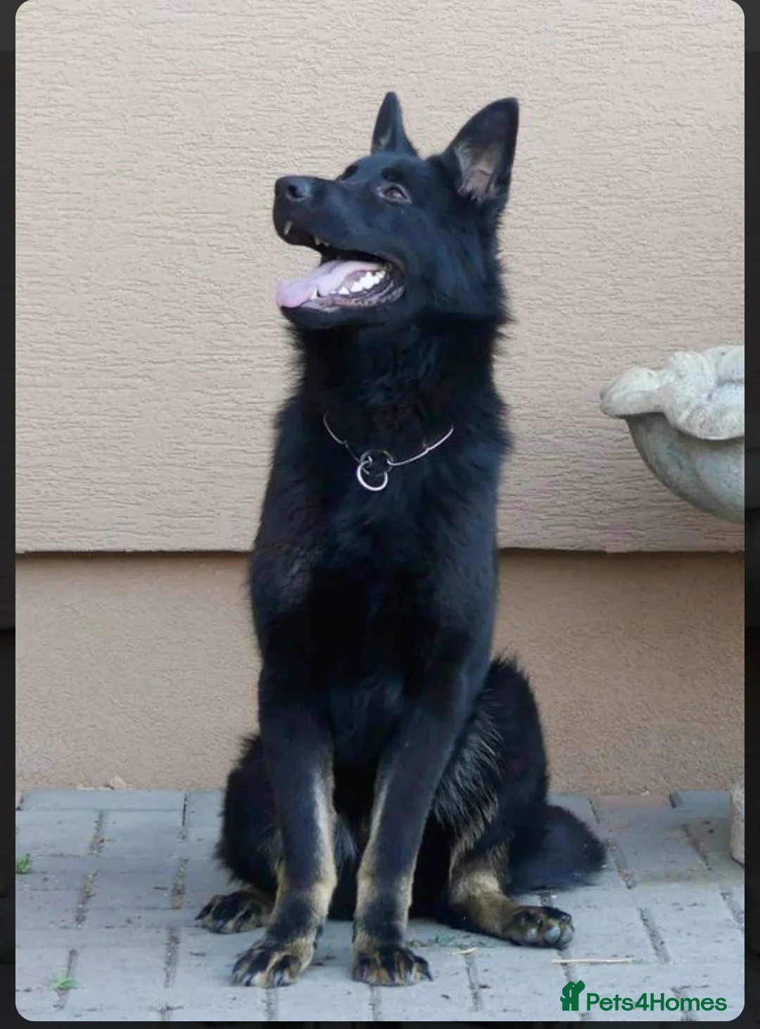 German Shepherd dogs for sale: Czech import female  - Advert 1