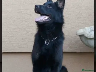 German Shepherd dogs Czech import female - Advert 1