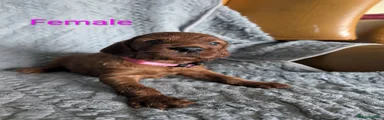Irish Setter 1