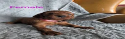 Irish Setter dogs for sale: Irish setter Puppies - Advert 12