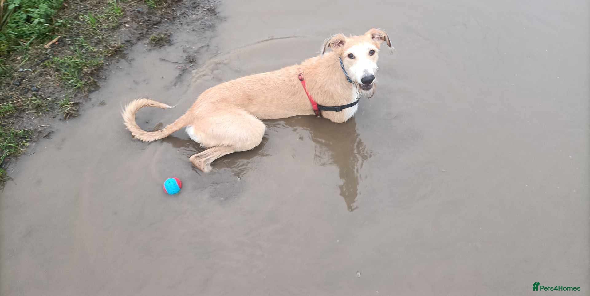 Mixed Breed dogs Obie lurcher X amazing family dog - Advert 1
