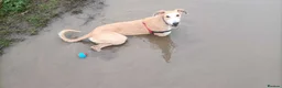 Mixed Breed dogs for sale: Obie lurcher X amazing family dog - Advert 1