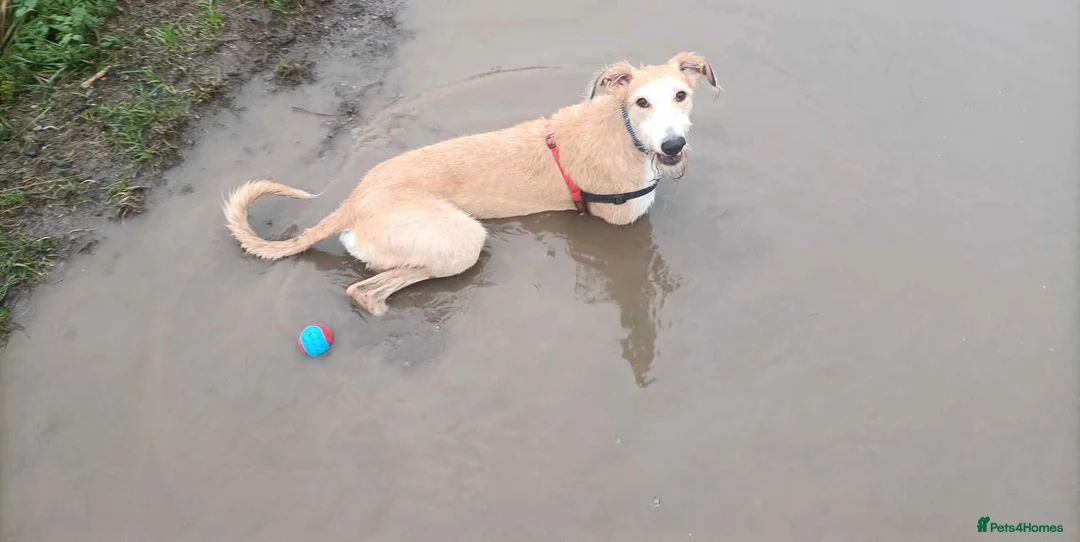 Mixed Breed dogs for sale: Obie lurcher X amazing family dog - Advert 1