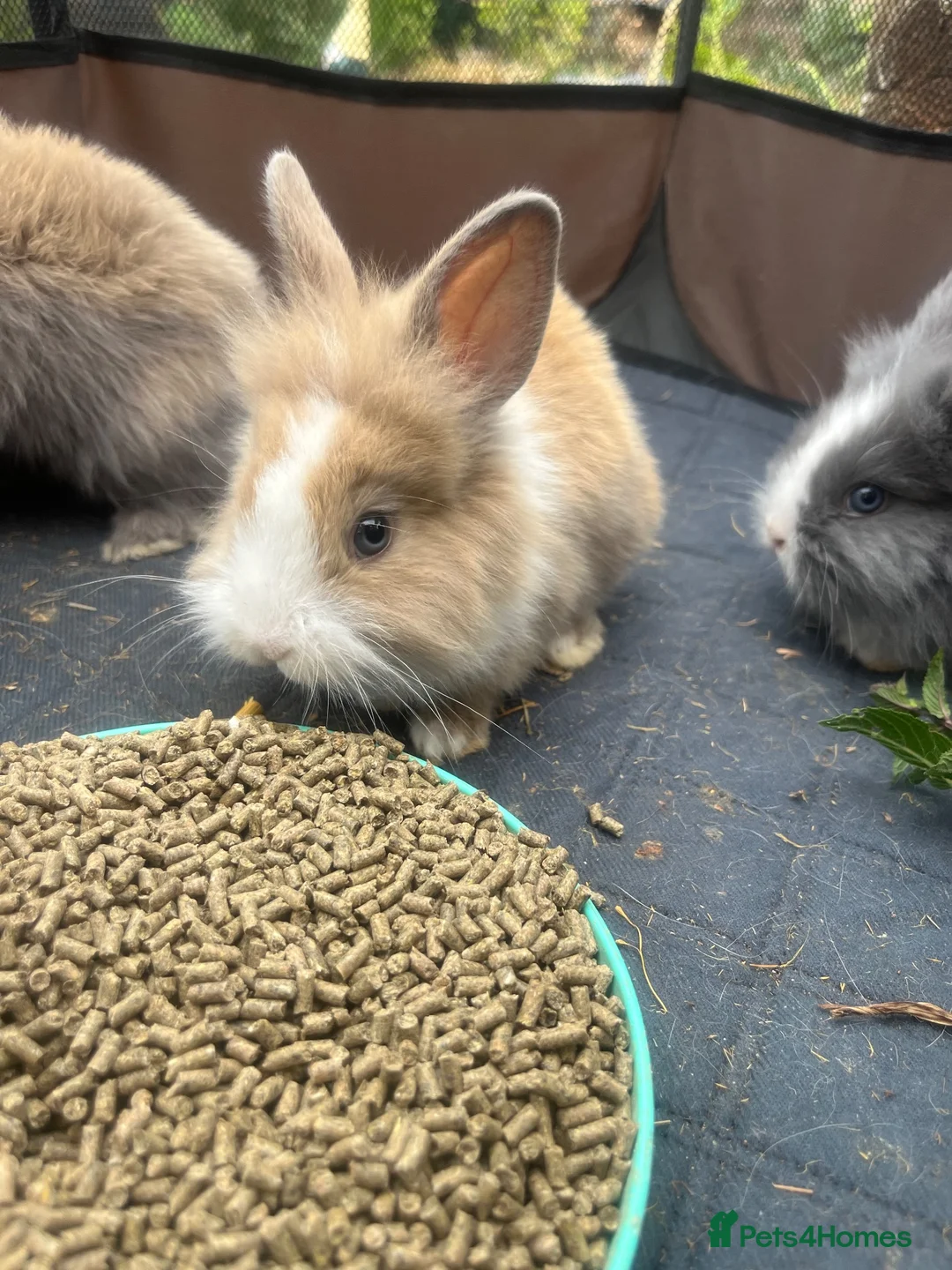 Lionhead rabbits for sale: Lion Head Bunnies  - Advert 2