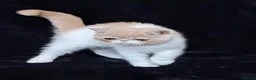 Persian cats for sale: Persian/exotic kittens - Advert 12
