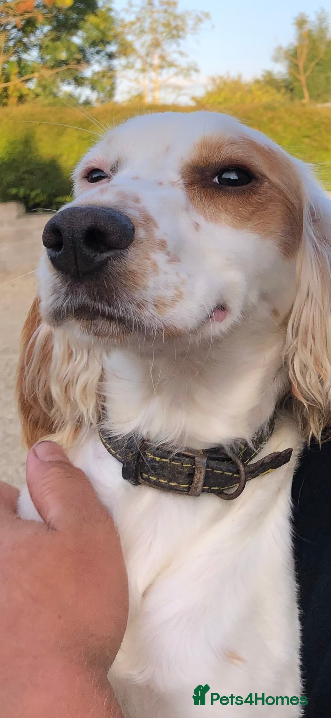Cocker Spaniel dogs for sale: Working cocker Spainel puppys  - Image 15