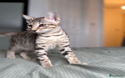 Savannah cats for sale: KIWANGA PEDIGREE F3 SAVANNAH KITTENS  - Image 32