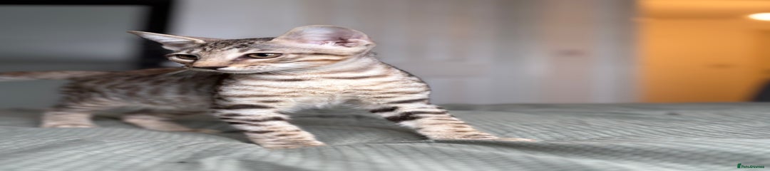 Savannah Kitten 3
