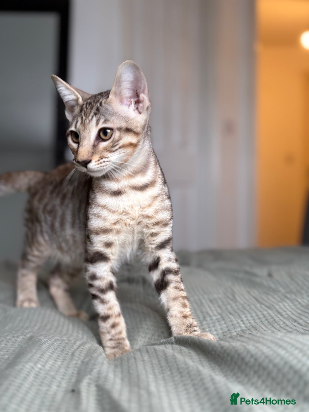 Savannah cats for sale: KIWANGA PEDIGREE F3 SAVANNAH KITTENS  - Image 32