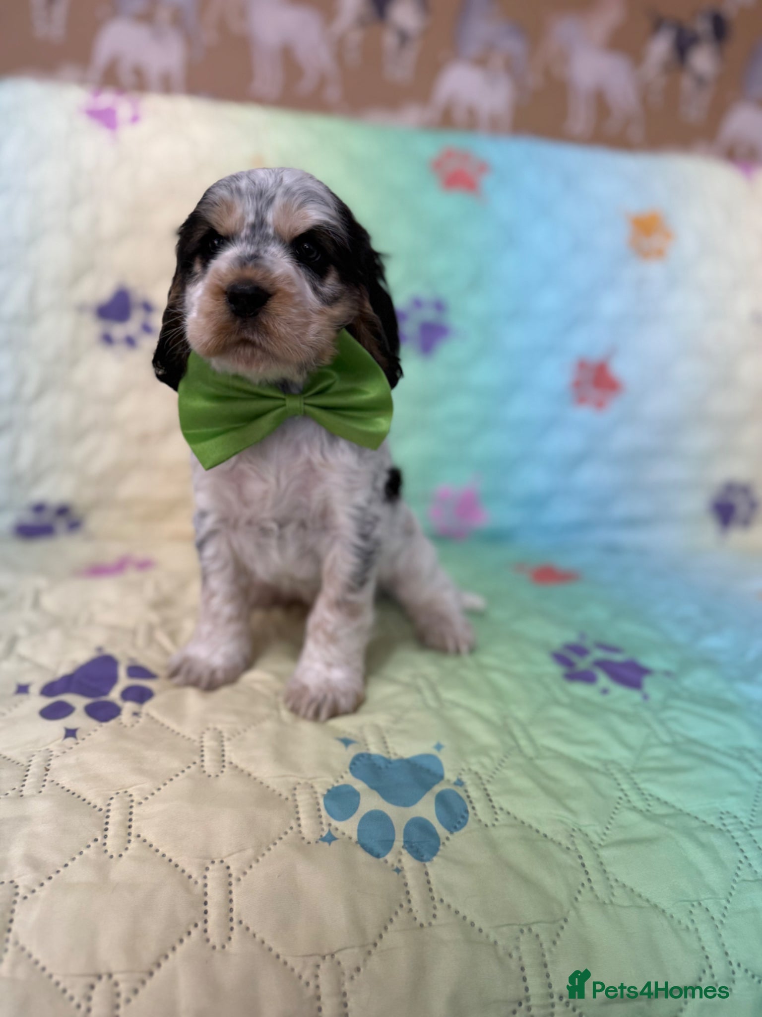 Cocker Spaniel dogs Kc registered Show cockers Ready Now - Advert 1