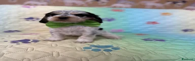 Cocker Spaniel Puppy 1