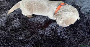 Labrador Retriever dogs - Advert 6