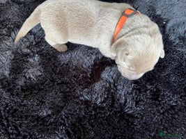 Labrador Retriever dogs - Advert 6