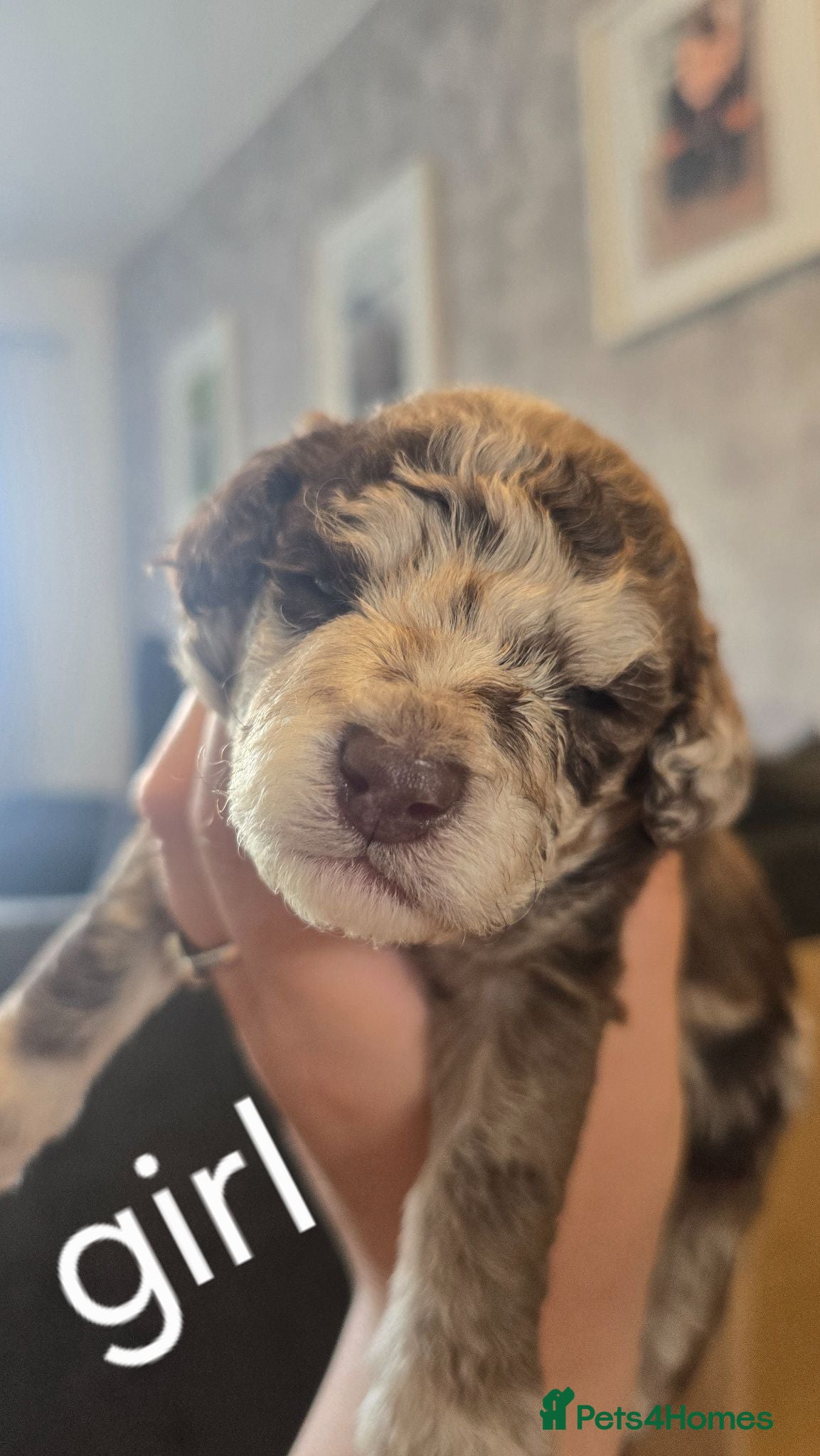Cockapoo dogs F1BB cockapoo's for sale  - Advert 14