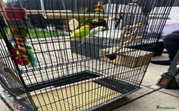 Budgerigars birds for sale: Male and Female Budgies with Cage and Accessories  - Image 7