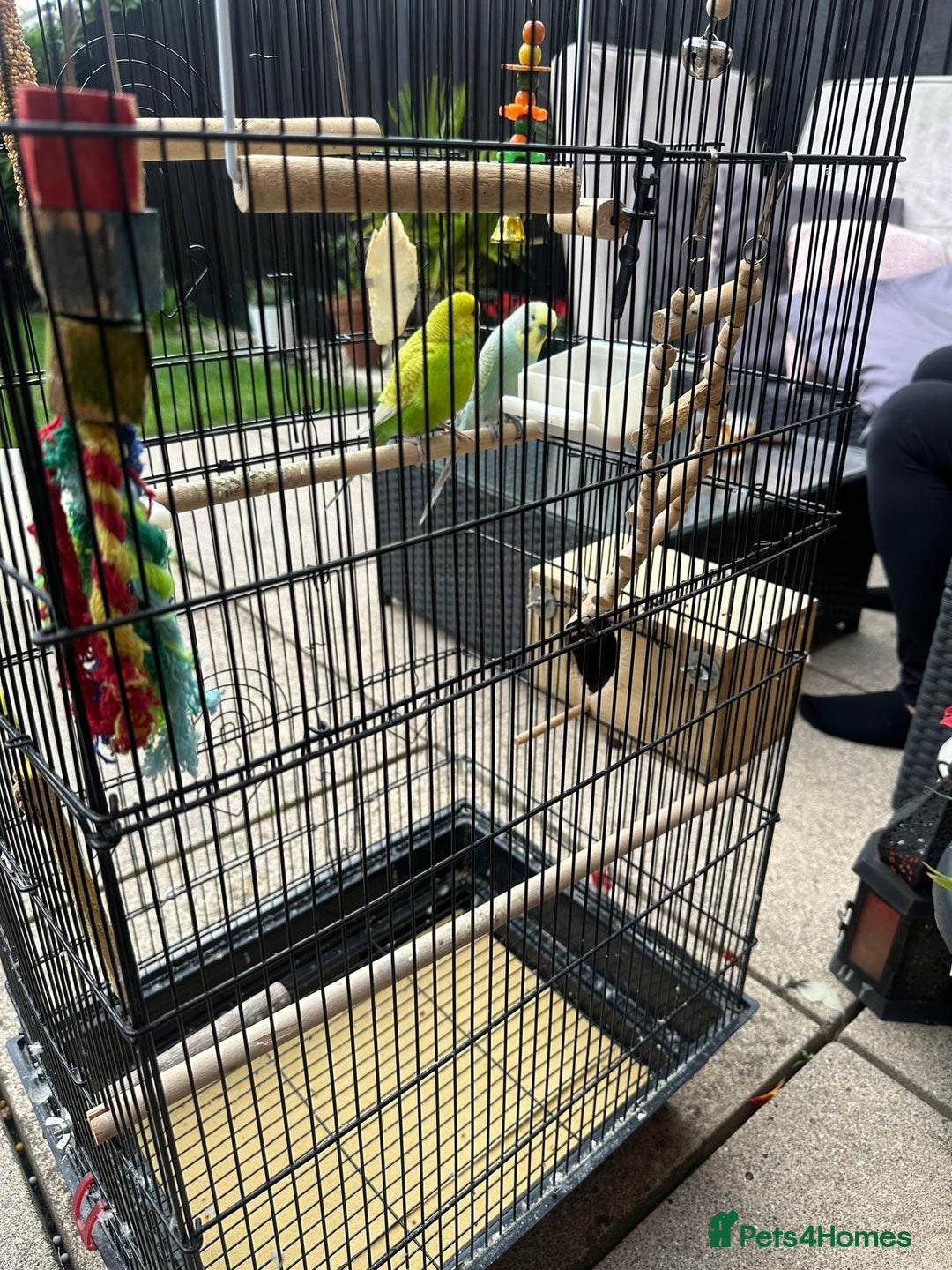 Budgerigars birds for sale: Male and Female Budgies with Cage and Accessories  - Image 7