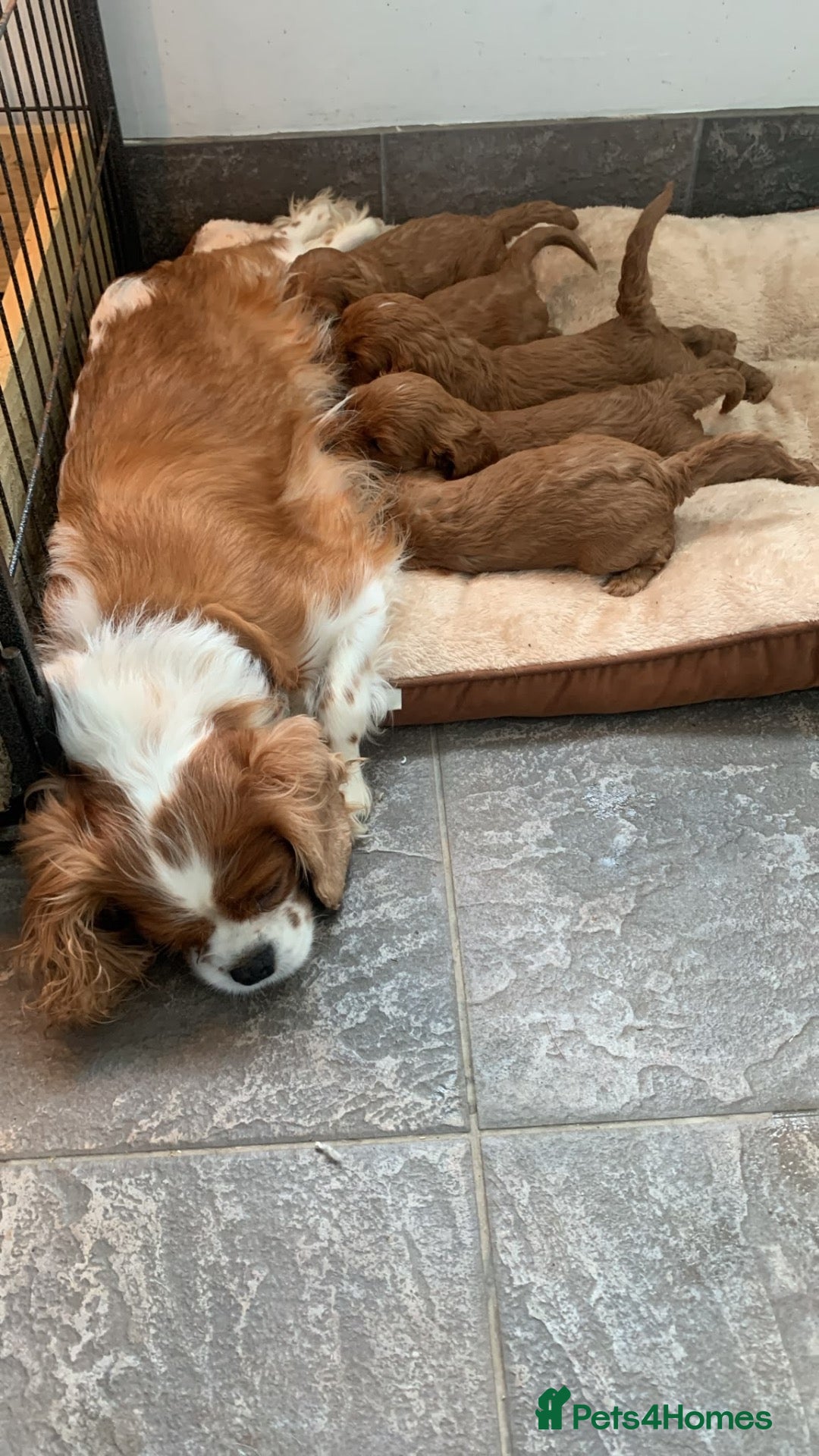 Cavapoo dogs Stunning litter of cavapoo puppies - Advert 10