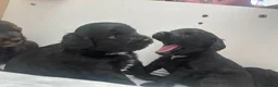 Cockapoo dogs for sale: F2 cockapoo puppies - Advert 18
