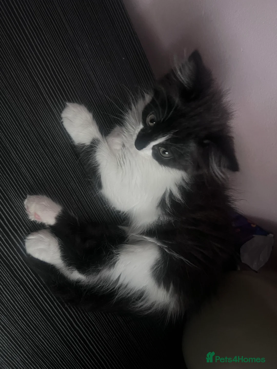 Mixed Breed cats for sale: Kitty  - Advert 2