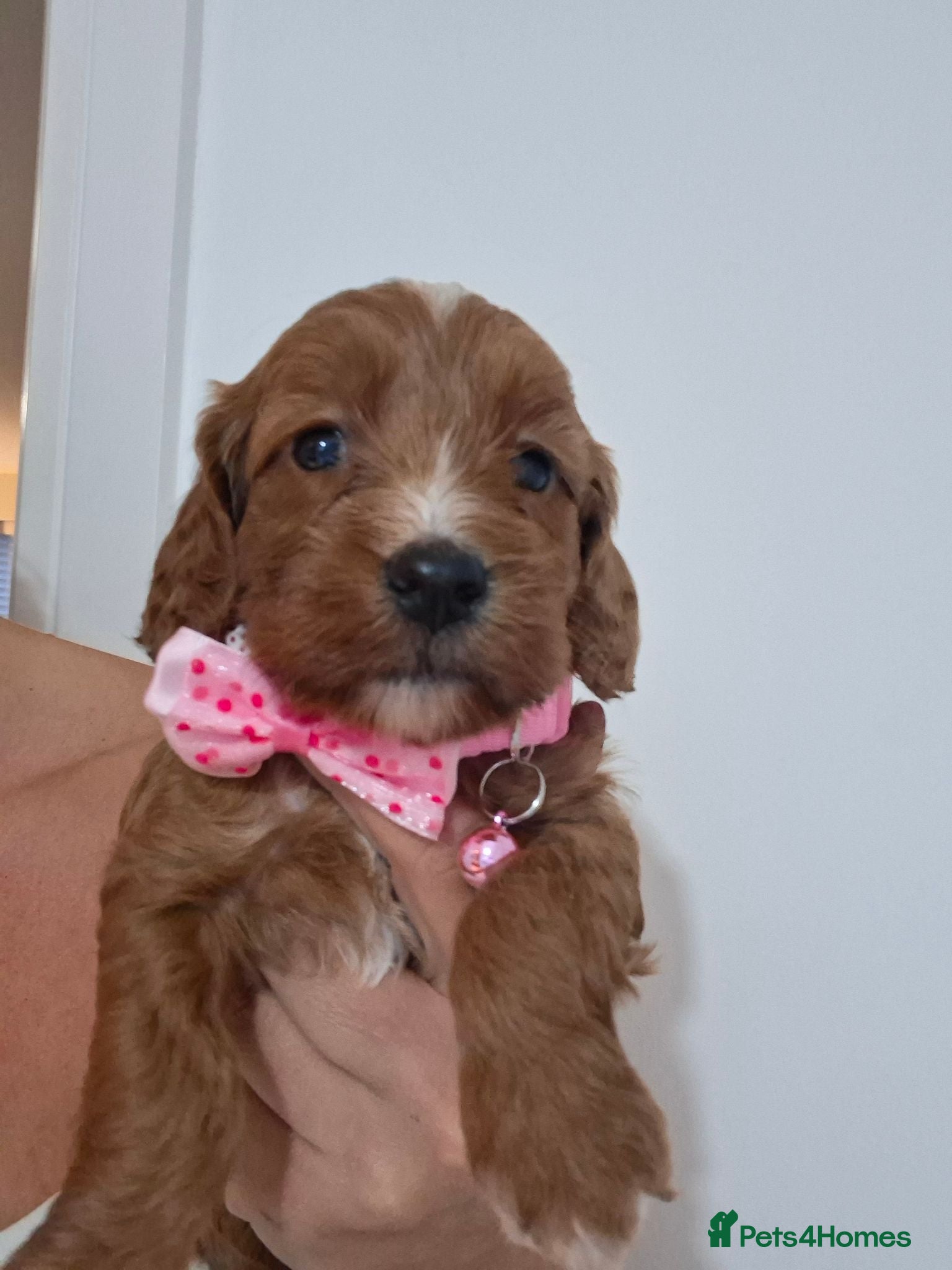 Cockapoo dogs Outstanding F1 Cockapoo pups 🐾 - Advert 2