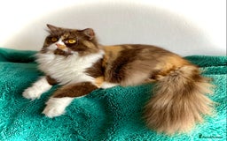 British Longhair cats for sale: Beautiful BLH girls TICA reg. - Image 3