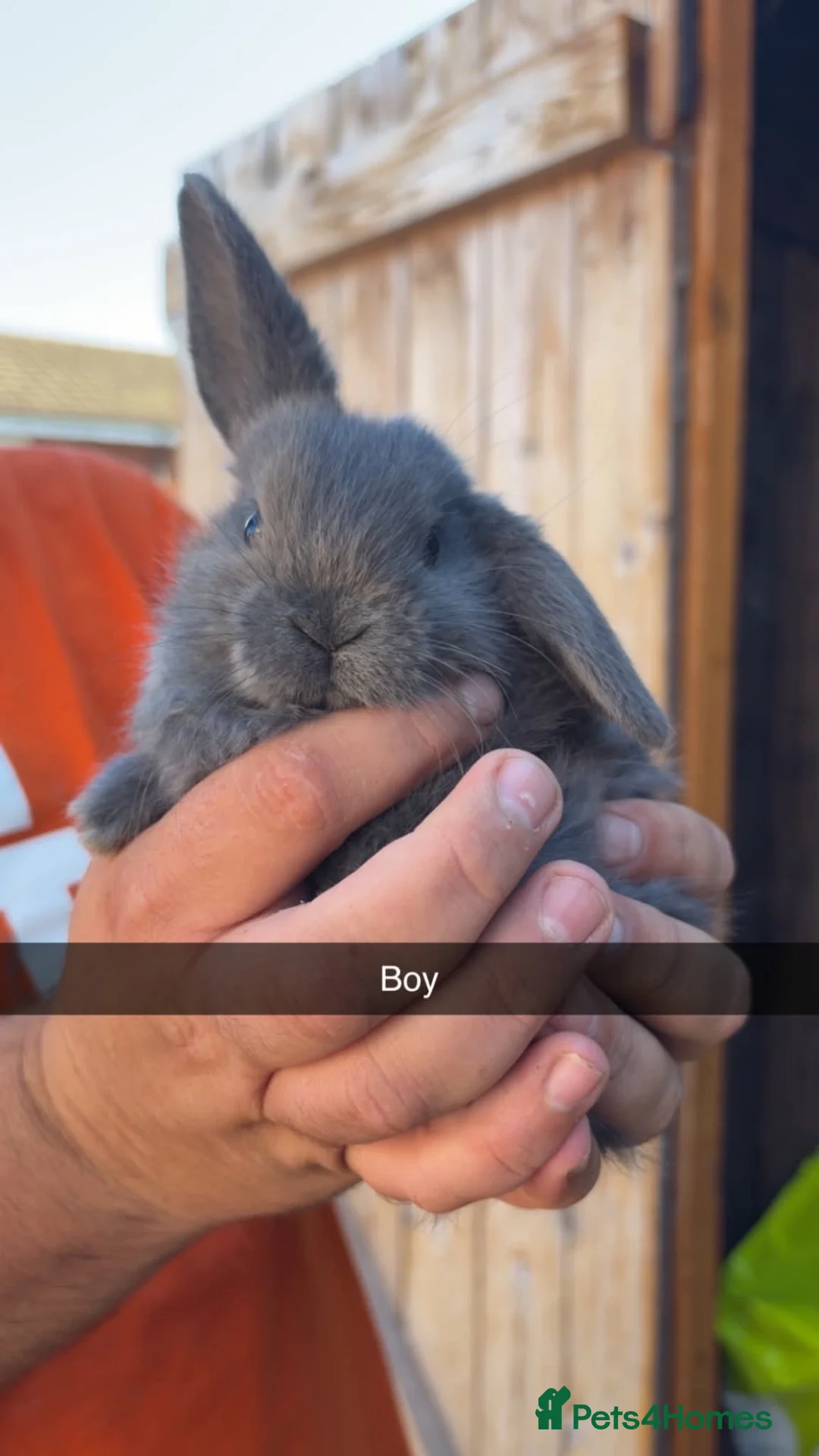 Mini Lop rabbits for sale: Mini lop babies - Advert 2