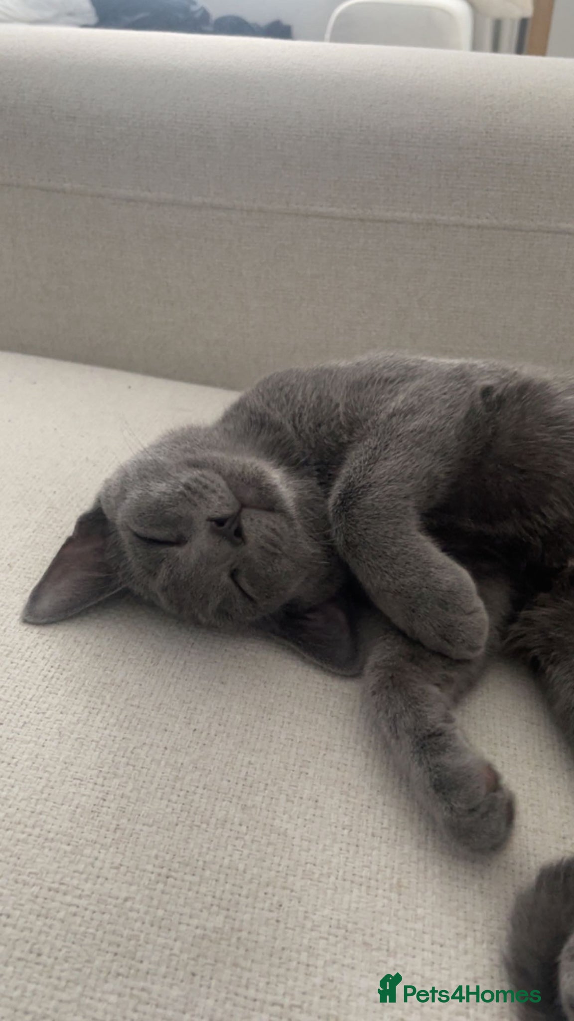 Russian Blue cats Russian blue house trained cat - Advert 1