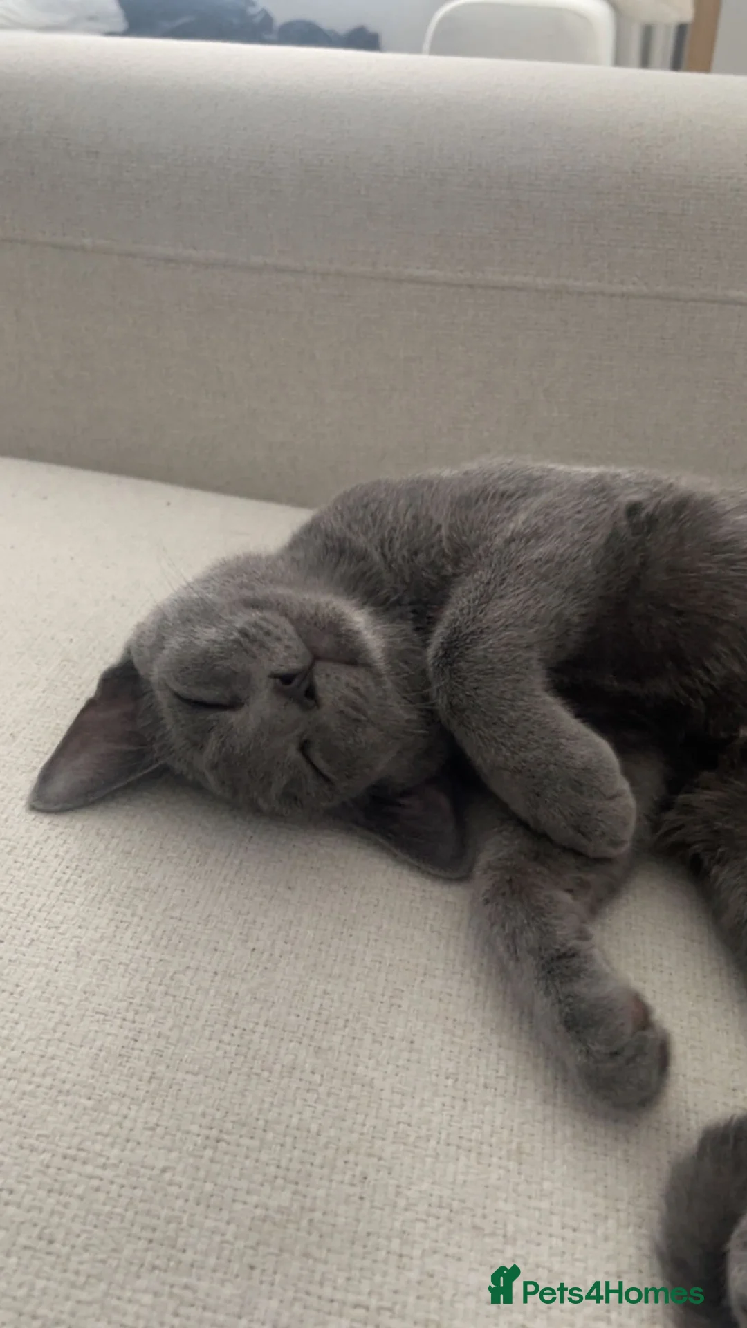 Russian Blue cats for sale: Russian blue house trained cat - Advert 1