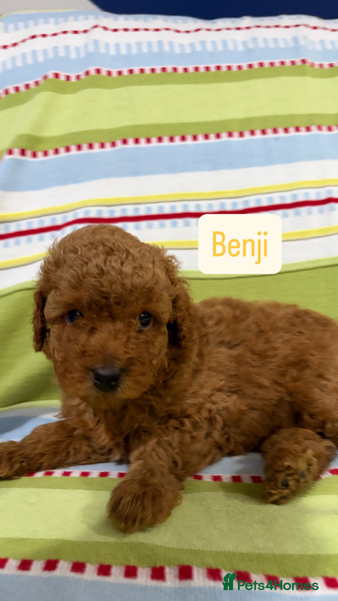 Toy Poodle dogs for sale: KC REGISTERED toy poodle puppies - Advert 16