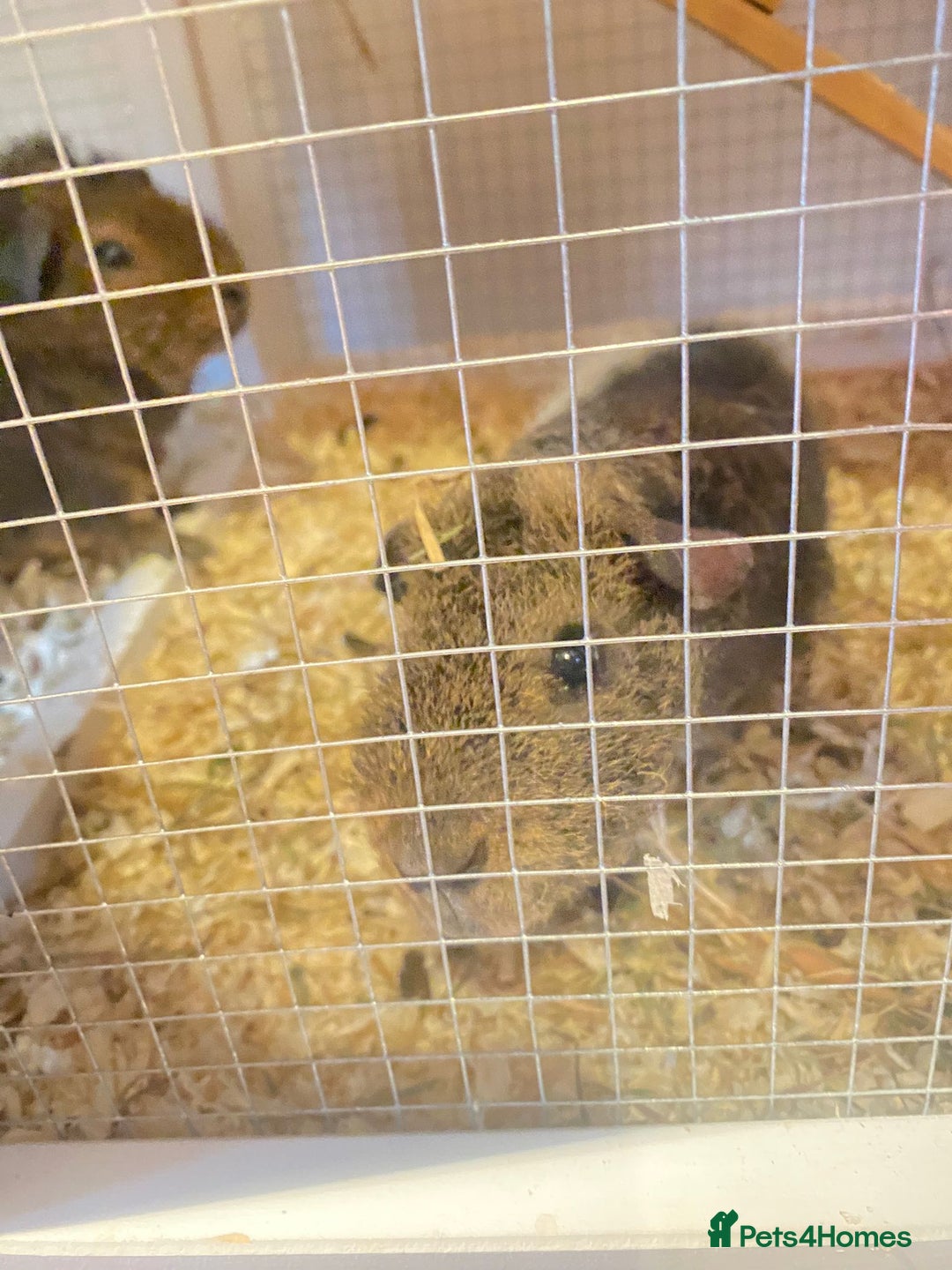 Guinea Pig rodents for sale: 2 male Guinea pigs (with cage) - Image 2