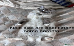 Ragdoll cats for sale: One gorgeous boy,  Luxury pedigree. - Image 29
