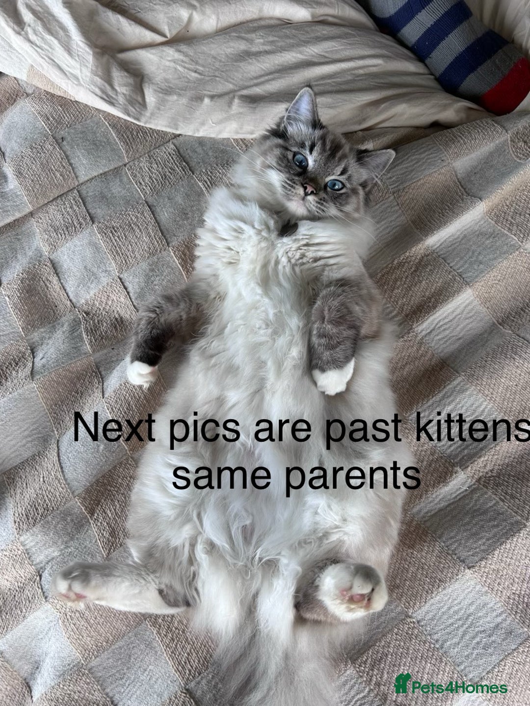 Ragdoll cats for sale: One gorgeous boy,  Luxury pedigree. - Image 29