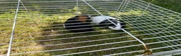 Guinea Pig rodents for sale: 🐹 Playful Guinea Pig Pair with Accessories  - Advert 12