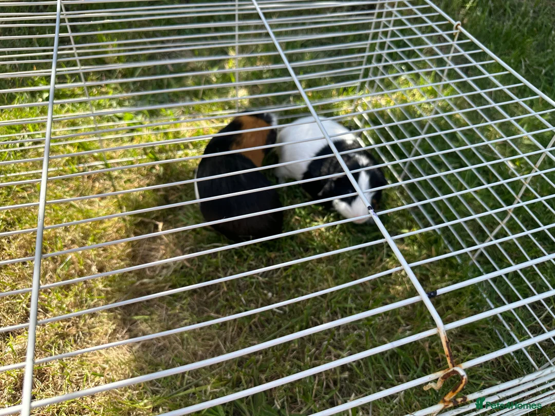 Guinea Pig rodents for sale: 🐹 Playful Guinea Pig Pair with Accessories  - Advert 12