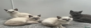 Female Colourpoint British Shorthair 4